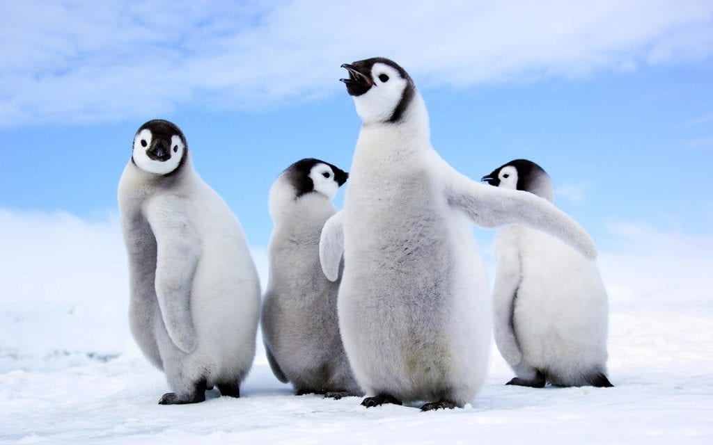 Learn from Penguins! | Learn from Penguins! | cORE cONNECTIONS